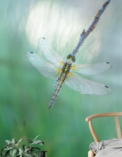 Dragonfly Delicate Morning Dew Lifestyle