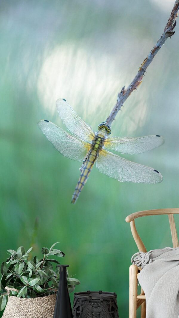 Dragonfly Delicate Morning Dew Lifestyle