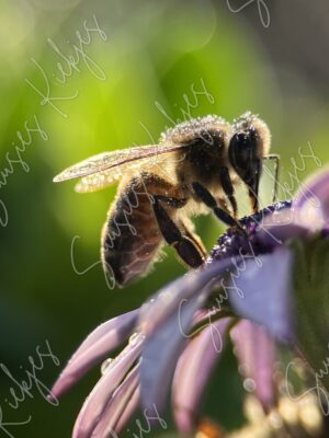 Golden-Nectar-Bee-Photography - Suusies Kiekjes - Fine Art Magical Photography - Watermark