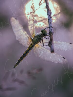 Illuminated Grace - Watermark - Photography