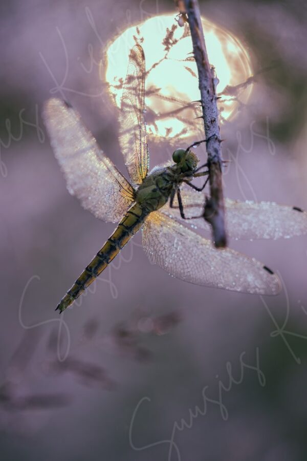 Illuminated Grace - Watermark - Photography