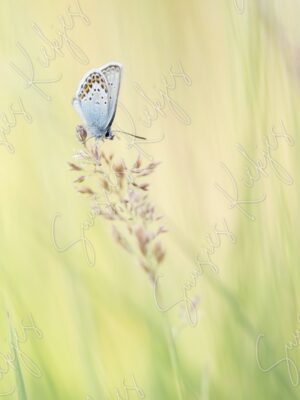 A Moment of Grace - Suusies Kiekjes - Fine Art Magical Photography