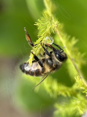 A Moment of Nectar - Suusies Kiekjes - Fine Art Magical Photography