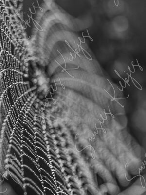 Beaded Lace - Suusies Kiekjes - Fine Art Magical Photography - Watermark