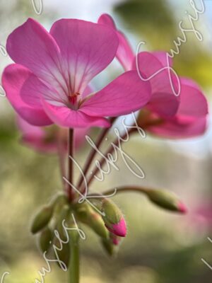 Blossoming Radiance - Suusies Kiekjes - Fine Art Magical Photography - Watermark