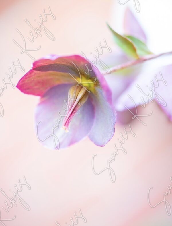 Blushing Bloom - Suusies Kiekjes - Fine Art Magical Photography - Watermark