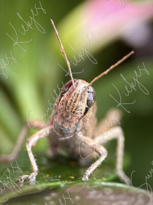 Curious Encounter - Suusies Kiekjes - Fine Art Magical Photography - Watermark