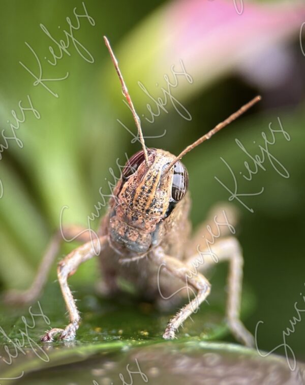 Curious Encounter - Suusies Kiekjes - Fine Art Magical Photography - Watermark
