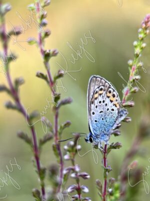 Dappled Blue - Suusies Kiekjes - Fine Art Magical Photography - Watermark
