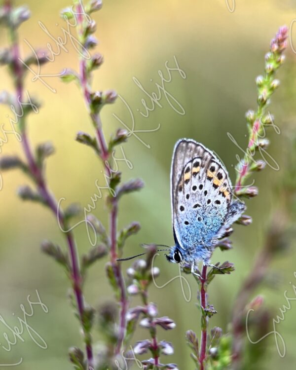 Dappled Blue - Suusies Kiekjes - Fine Art Magical Photography - Watermark