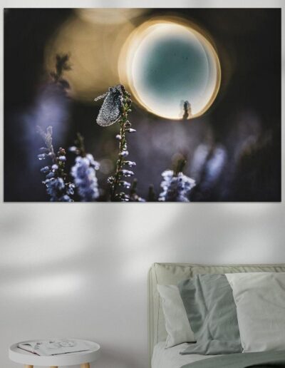 Dew-Kissed in Moonlight Lifestyle