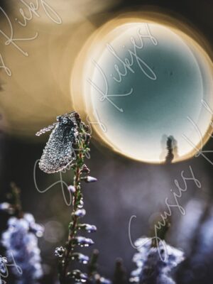 Dew-Kissed in Moonlight - Suusies Kiekjes - Fine Art Magical Photography - Watermark