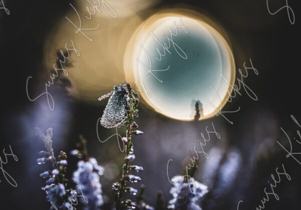 Dew-Kissed in Moonlight - Suusies Kiekjes - Fine Art Magical Photography - Watermark