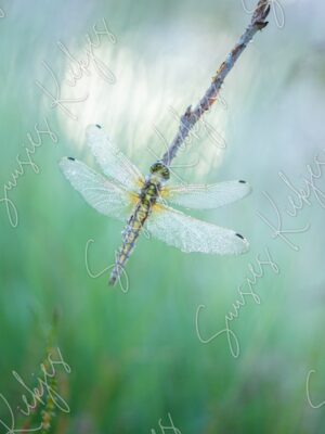 Dragonfly Delicate Morning Dew - Photography - Suusies Kiekjes - Fine Art Magical Photography - Watermark