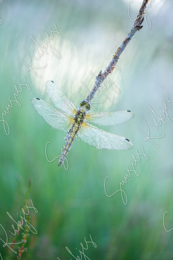 Dragonfly Delicate Morning Dew - Photography - Suusies Kiekjes - Fine Art Magical Photography - Watermark