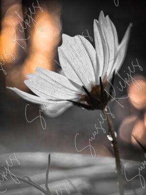 Ember Glow - Suusies Kiekjes - Fine Art Magical Photography - Watermark