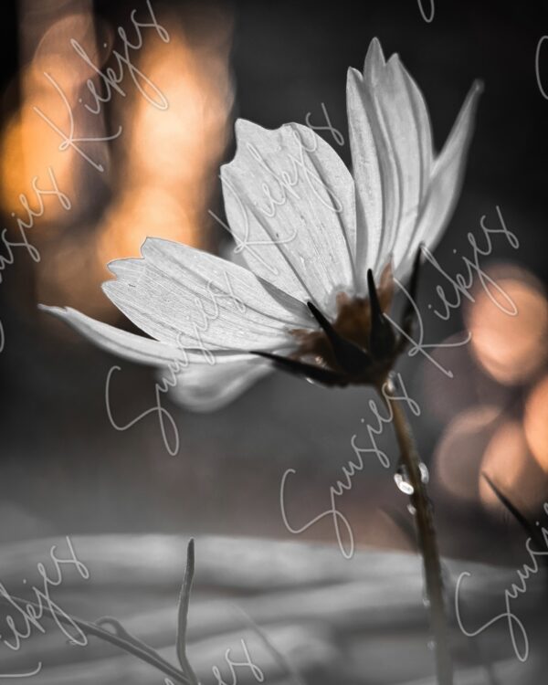 Ember Glow - Suusies Kiekjes - Fine Art Magical Photography - Watermark