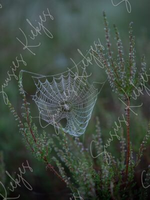 Ethereal Threads - Suusies Kiekjes - Fine Art Magical Photography - Watermark