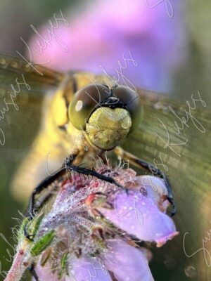 Eyes of Wonder - Suusies Kiekjes - Fine Art Magical Photography - Watermark