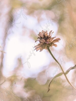 Faded Grace - Suusies Kiekjes - Fine Art Magical Photography - Watermark