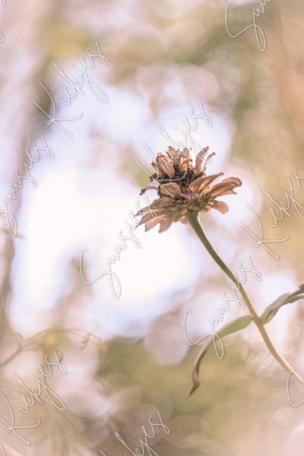 Faded Grace - Suusies Kiekjes - Fine Art Magical Photography - Watermark
