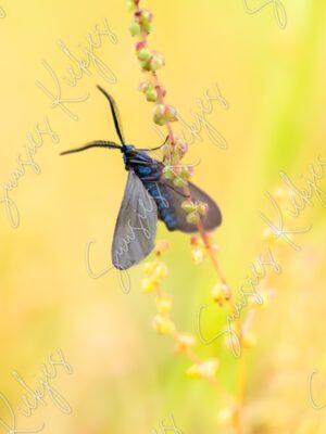 Fragile Elegance - Suusies Kiekjes - Fine Art Magical Photography - Watermark