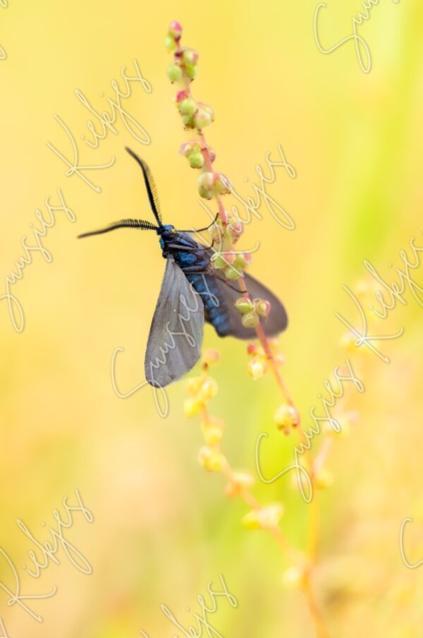 Fragile Elegance - Suusies Kiekjes - Fine Art Magical Photography - Watermark