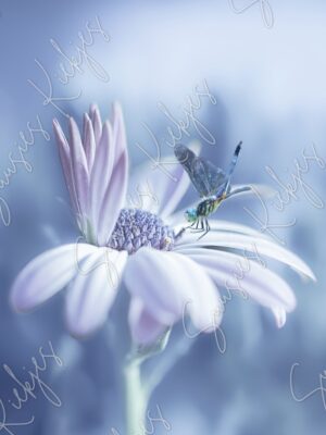 Frozen Serenity - Suusies Kiekjes - Fine Art Magical Photography - Watermark