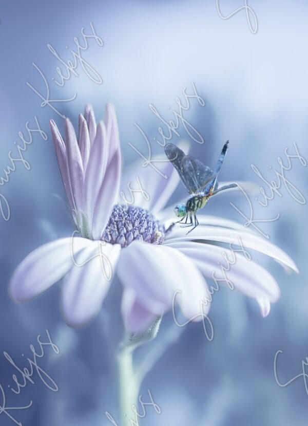 Frozen Serenity - Suusies Kiekjes - Fine Art Magical Photography - Watermark