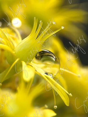 Golden Drop - Suusies Kiekjes - Fine Art Magical Photography - Watermark