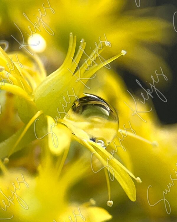 Golden Drop - Suusies Kiekjes - Fine Art Magical Photography - Watermark
