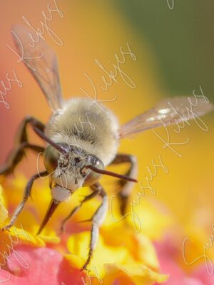 Guardian of the Bloom - Suusies Kiekjes - Fine Art Magical Photography - Watermark