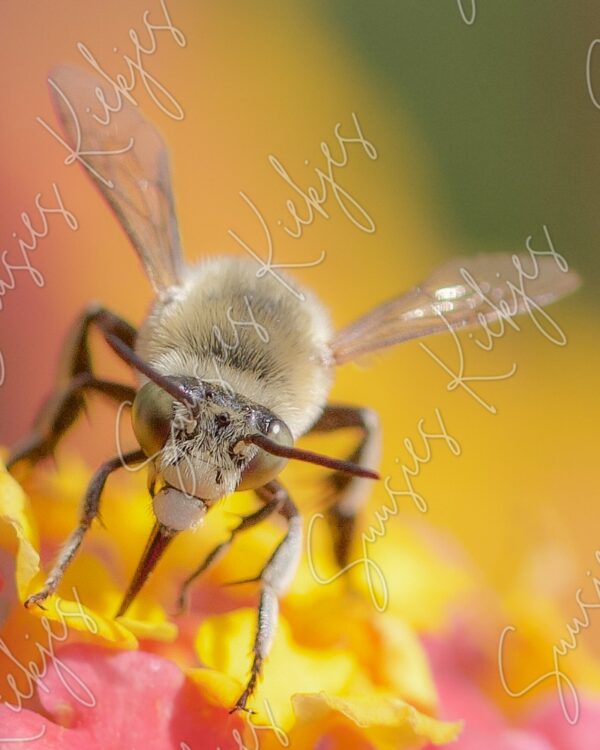 Guardian of the Bloom - Suusies Kiekjes - Fine Art Magical Photography - Watermark