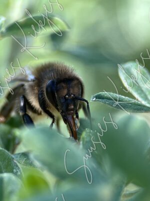 Hidden Harvest - Suusies Kiekjes - Fine Art Magical Photography - Watermark