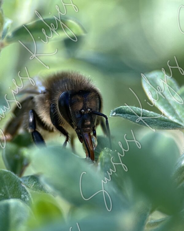 Hidden Harvest - Suusies Kiekjes - Fine Art Magical Photography - Watermark