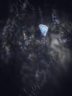 Lone Light in the Shadows - Suusies Kiekjes - Fine Art Magical Photography - Watermark