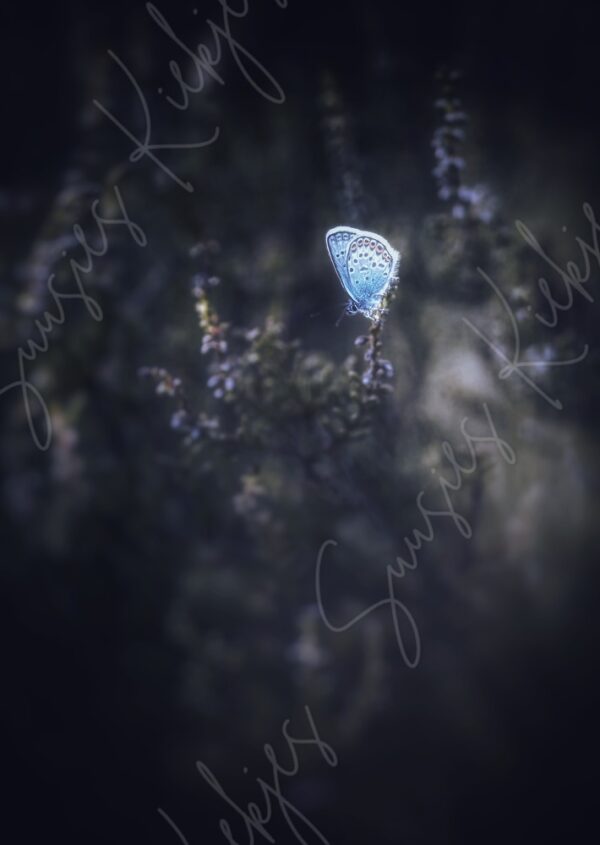 Lone Light in the Shadows - Suusies Kiekjes - Fine Art Magical Photography - Watermark