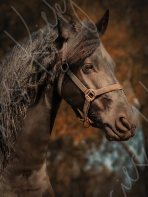 Majesty in Shadow - Suusies Kiekjes - Fine Art Magical Photography - Watermark