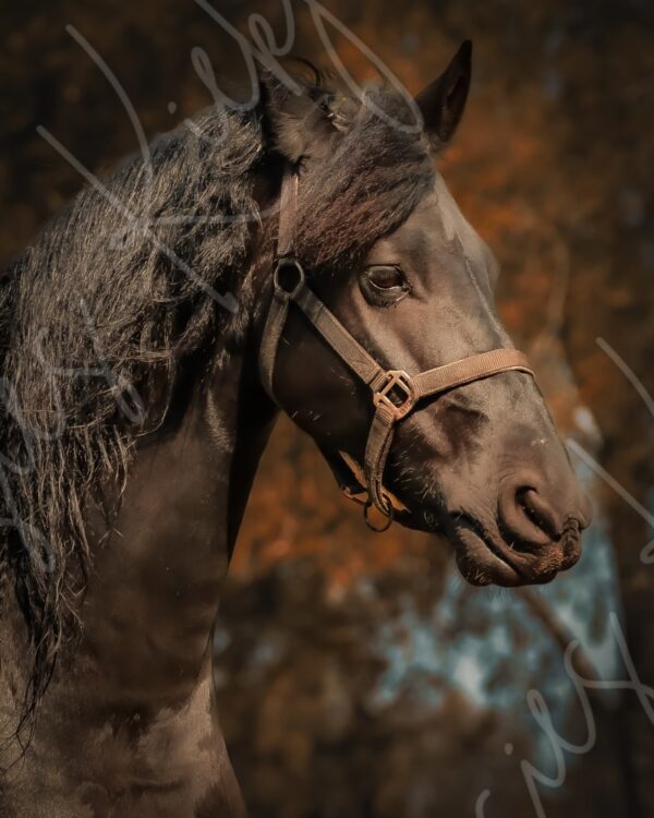 Majesty in Shadow - Suusies Kiekjes - Fine Art Magical Photography - Watermark