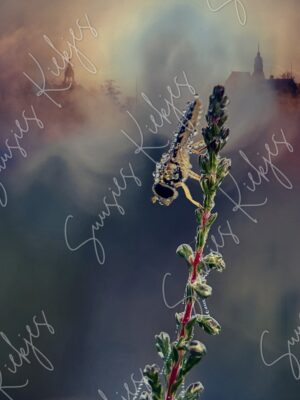 Misty Morning Sentinel - Suusies Kiekjes - Fine Art Magical Photography - Watermark