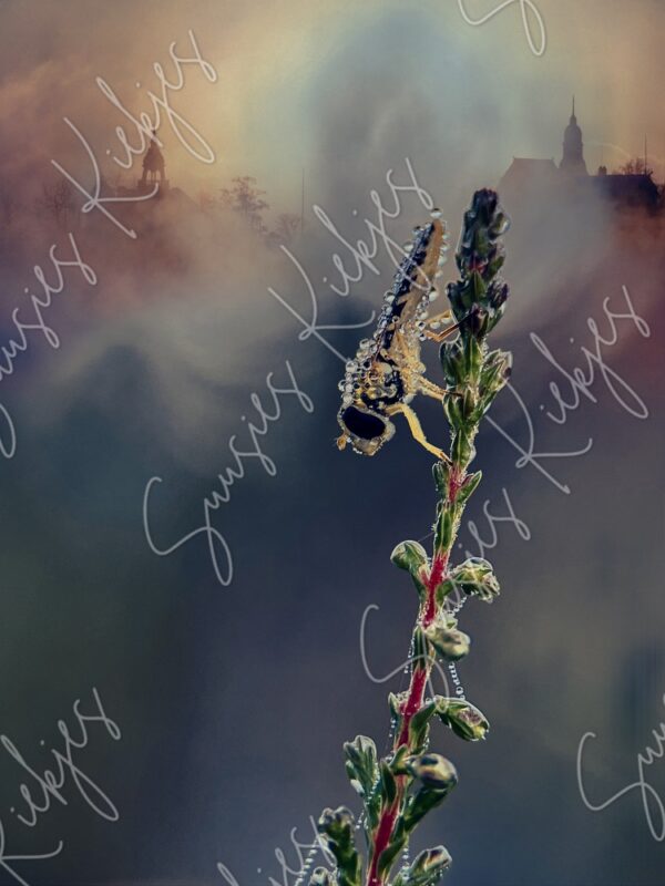 Misty Morning Sentinel - Suusies Kiekjes - Fine Art Magical Photography - Watermark