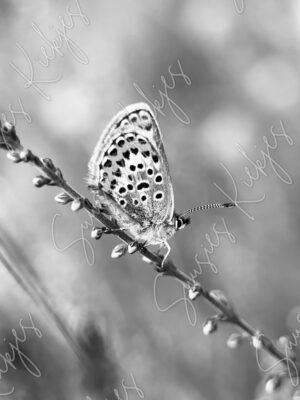 Monochrome Grace - Suusies Kiekjes - Fine Art Magical Photography - Watermark