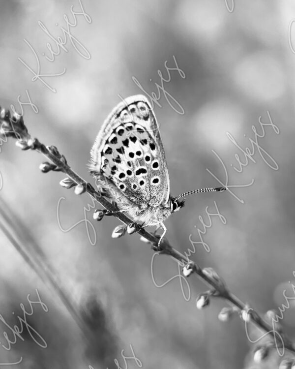 Monochrome Grace - Suusies Kiekjes - Fine Art Magical Photography - Watermark