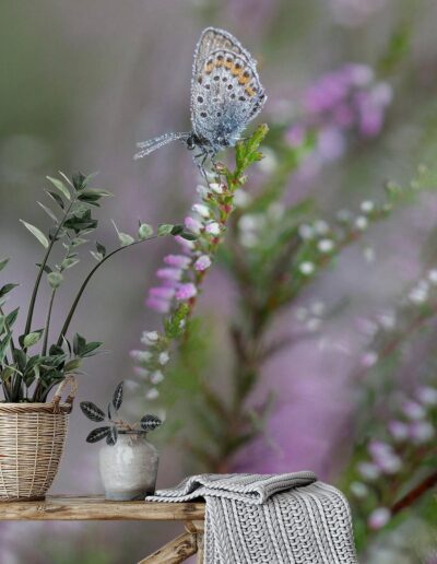Morning Dew on Delicate Wings Lifestyle