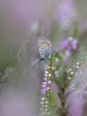 Morning Dew on Delicate Wings - Suusies Kiekjes - Fine Art Magical Photography - Watermark