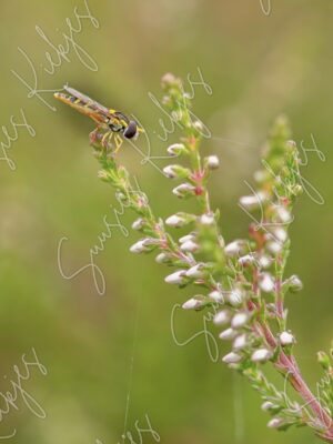 Natures Delicate Balance - Suusies Kiekjes - Fine Art Magical Photography - Watermark