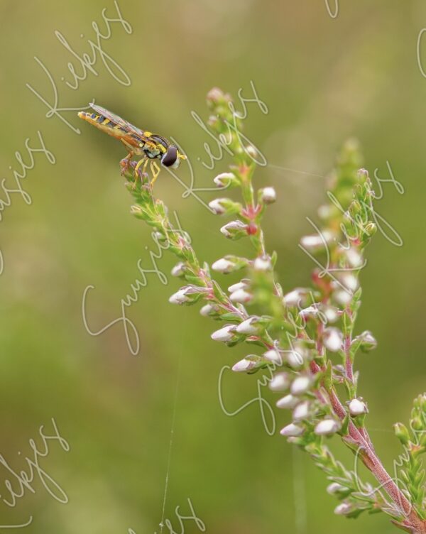 Natures Delicate Balance - Suusies Kiekjes - Fine Art Magical Photography - Watermark