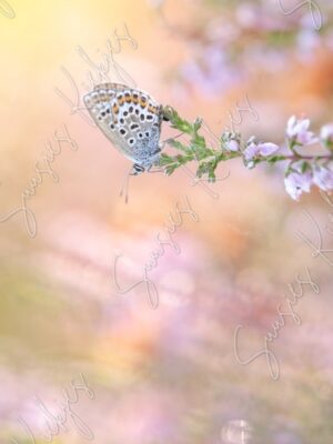 Pastel Reverie - Suusies Kiekjes - Fine Art Magical Photography - Watermark