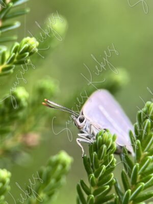 Peeking Through Green - Suusies Kiekjes - Fine Art Magical Photography - Watermark