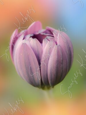 Promise of Bloom - Suusies Kiekjes - Fine Art Magical Photography - Watermark